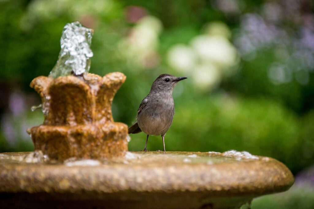 Bird and Fountain
